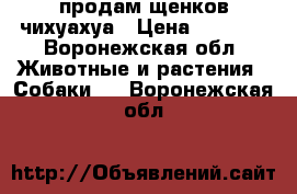 продам щенков чихуахуа › Цена ­ 8 000 - Воронежская обл. Животные и растения » Собаки   . Воронежская обл.